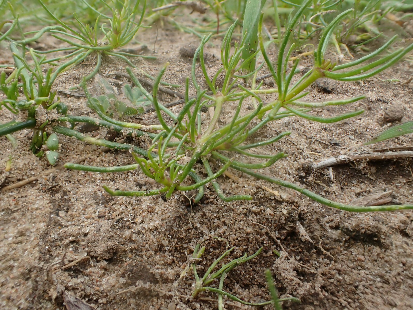 High Resolution Spergularia arvensis Shoot